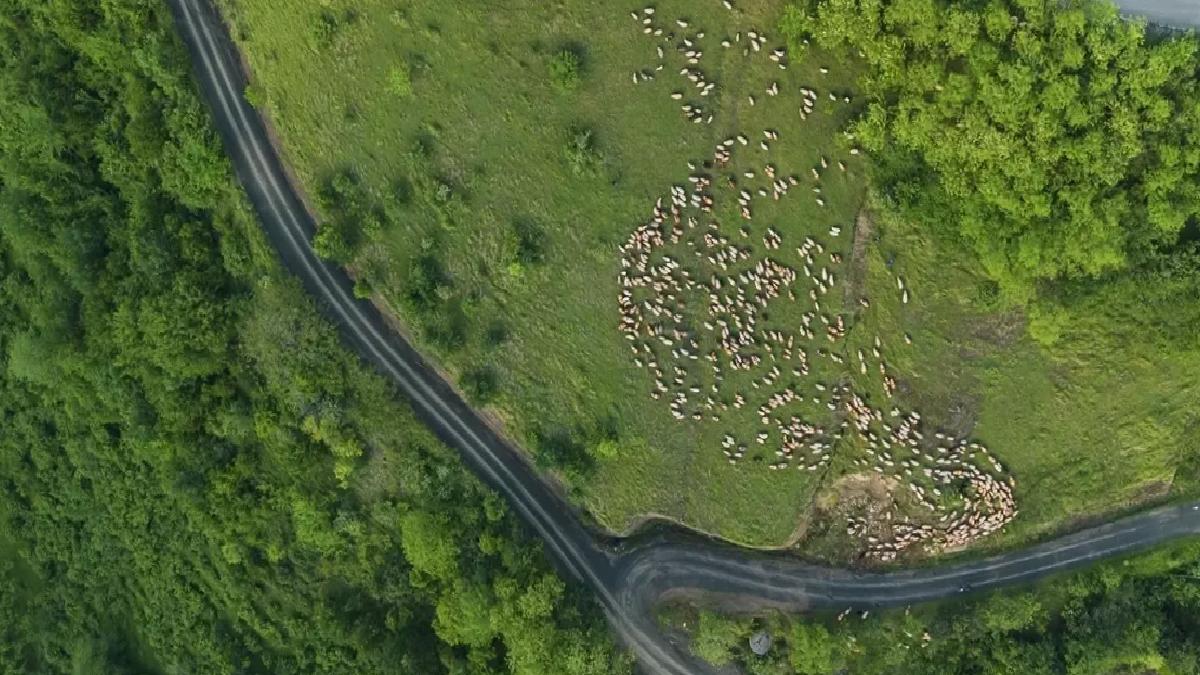 Yayla Göçü Başladı