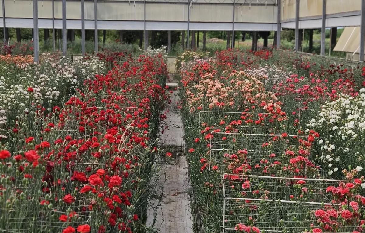 Yerli Karanfil Çeşitleri Üzerine Muvaffakiyet