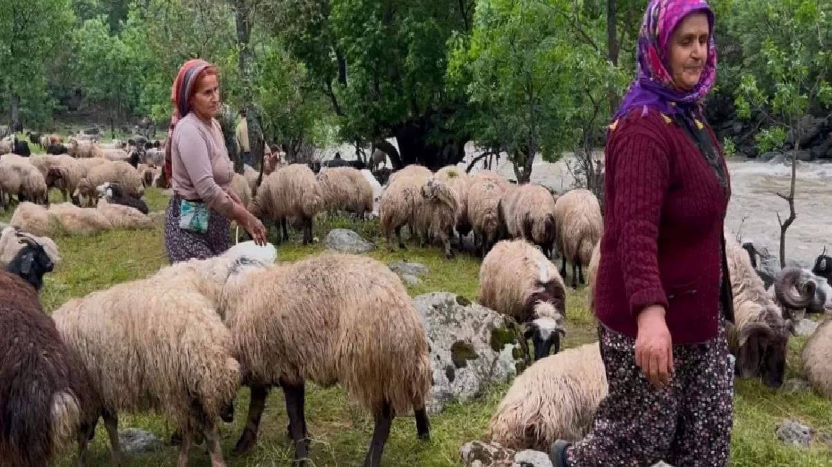 Yüksekova’da Berivanların Güçlü Yayla Mesaisi