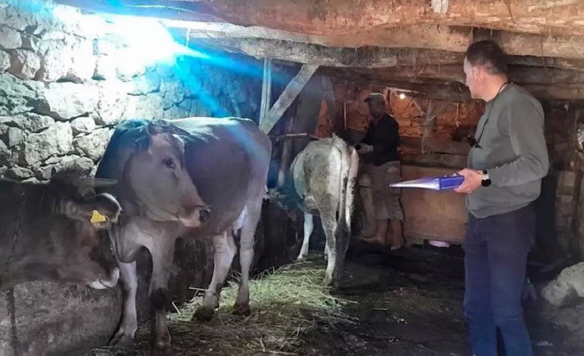 Yüksekova’da Hayvan Aşılama ve Kimliklendirme Çalışmaları